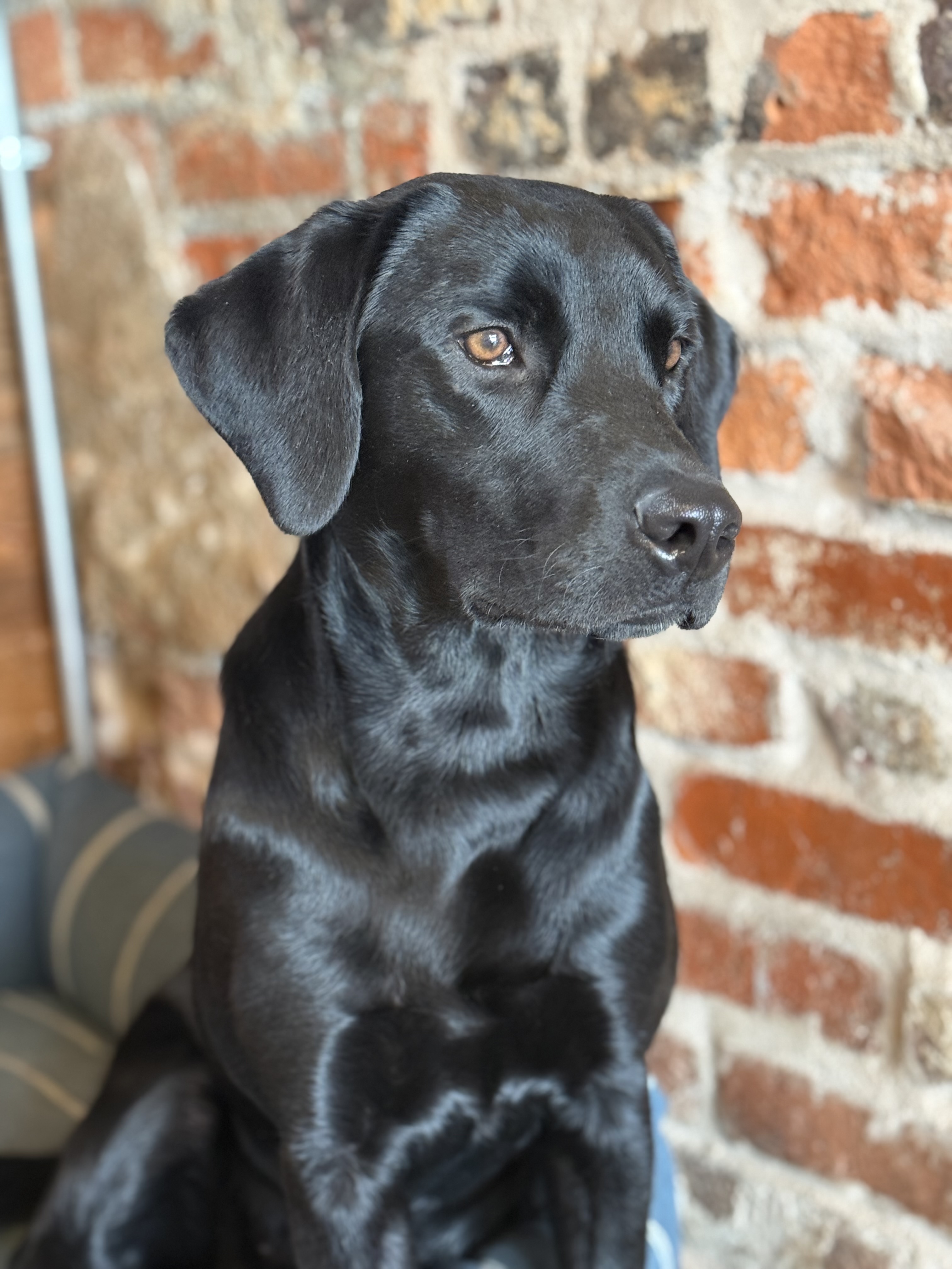 McKinney Gundogs Swift Iris