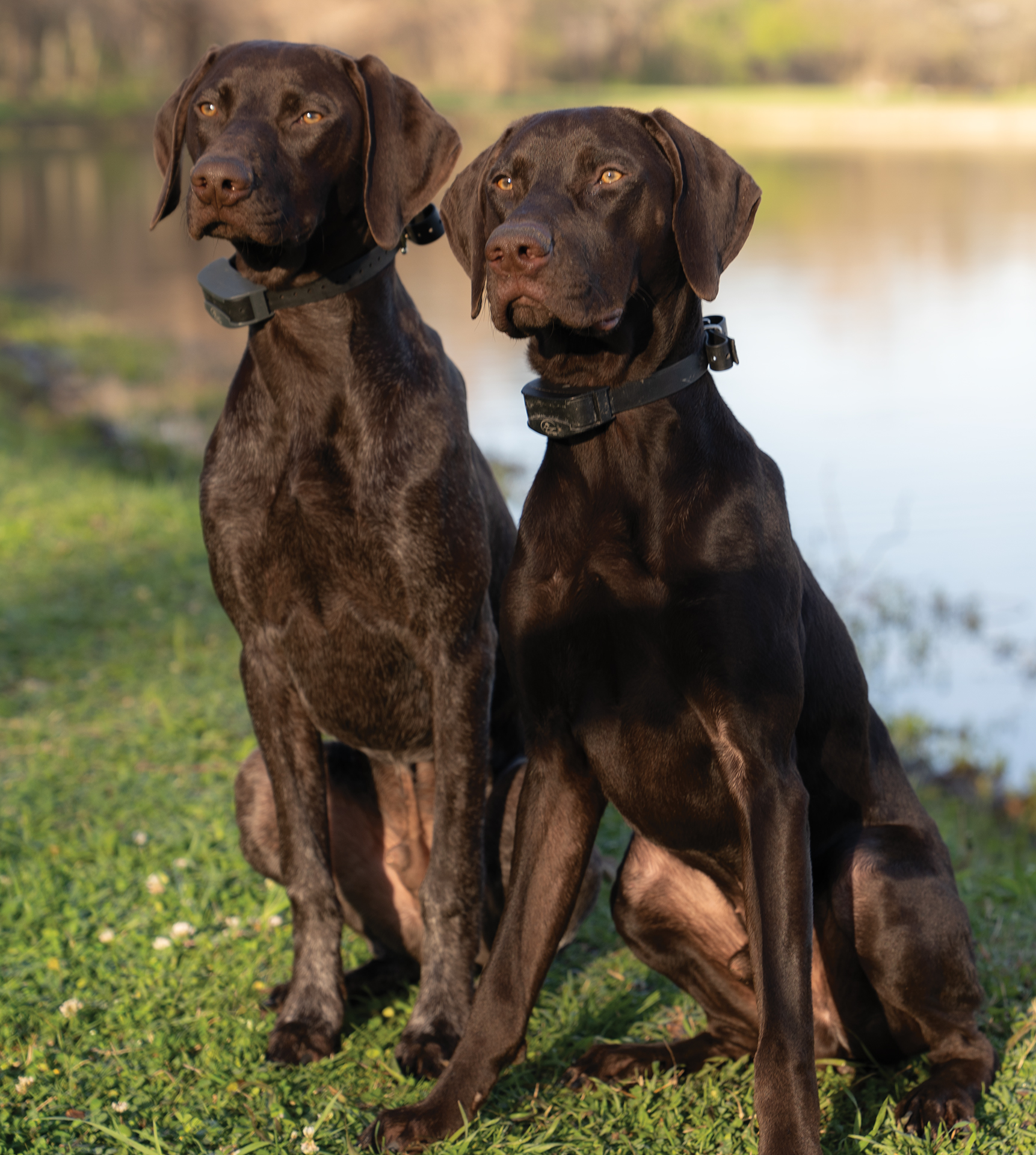 McKinney Gundogs - GSPs by the pond
