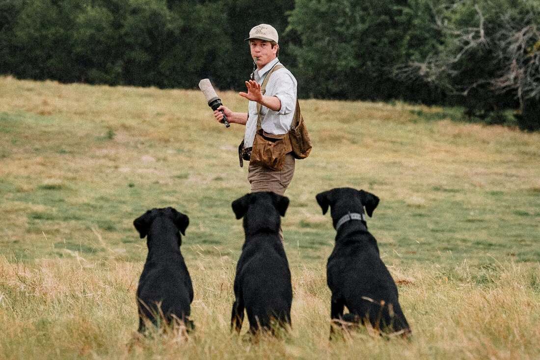 Cole McKinney throwing a bumper for three steady black Labradors sitting in a Texas field