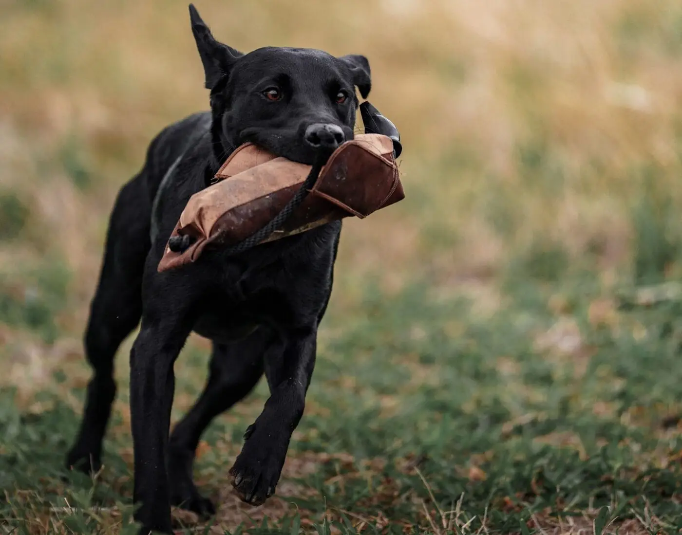 Black Labrador returning at speed with a canvas bumper in its mouth