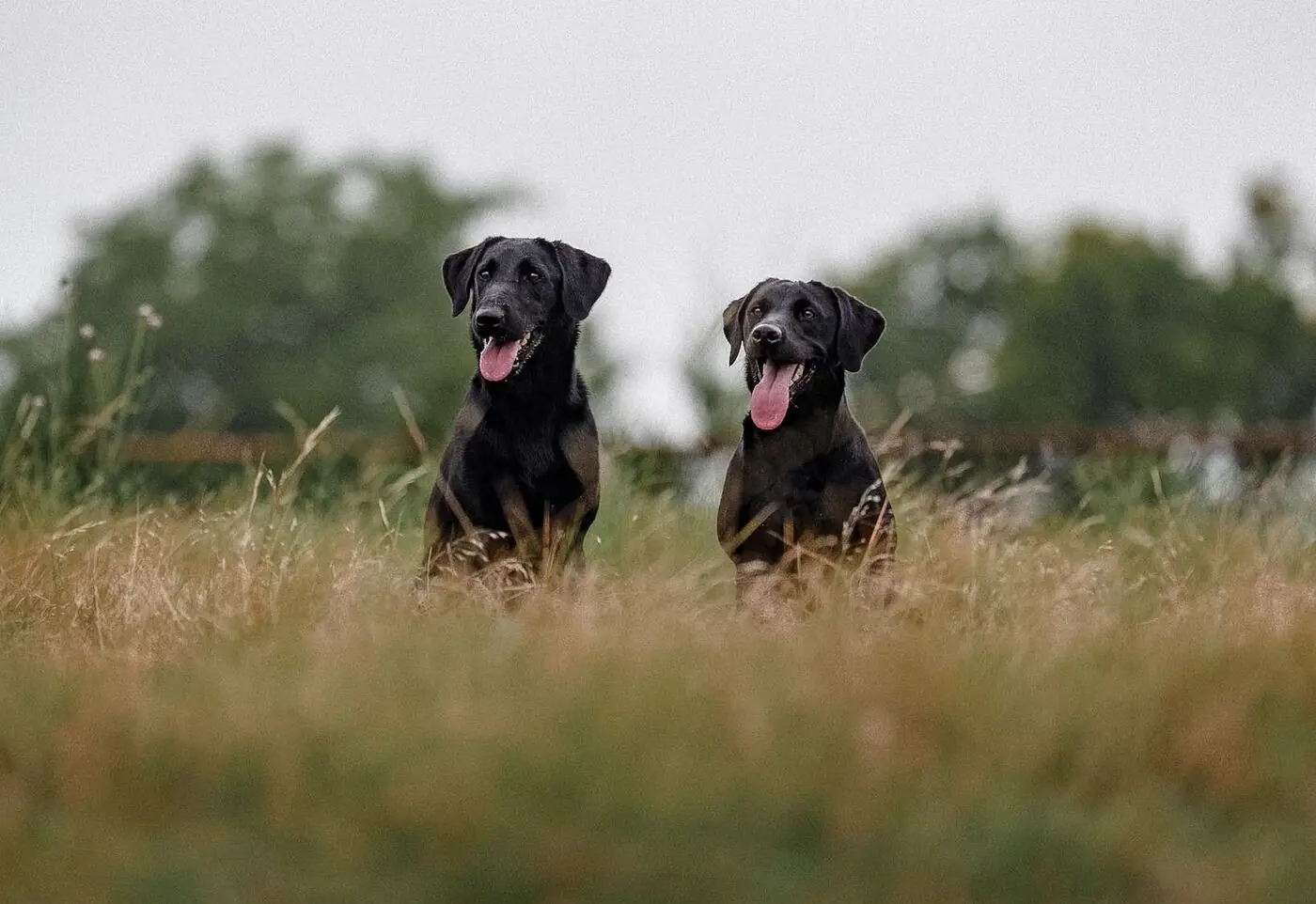 Two black Labradors sitting steady side by side in a field