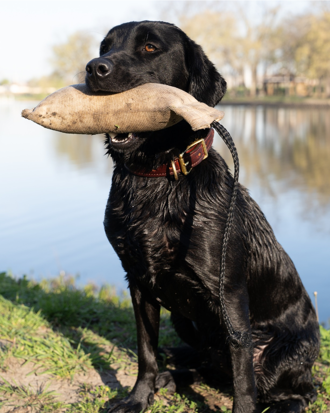 McKinney Gundogs - Iris with bumper
